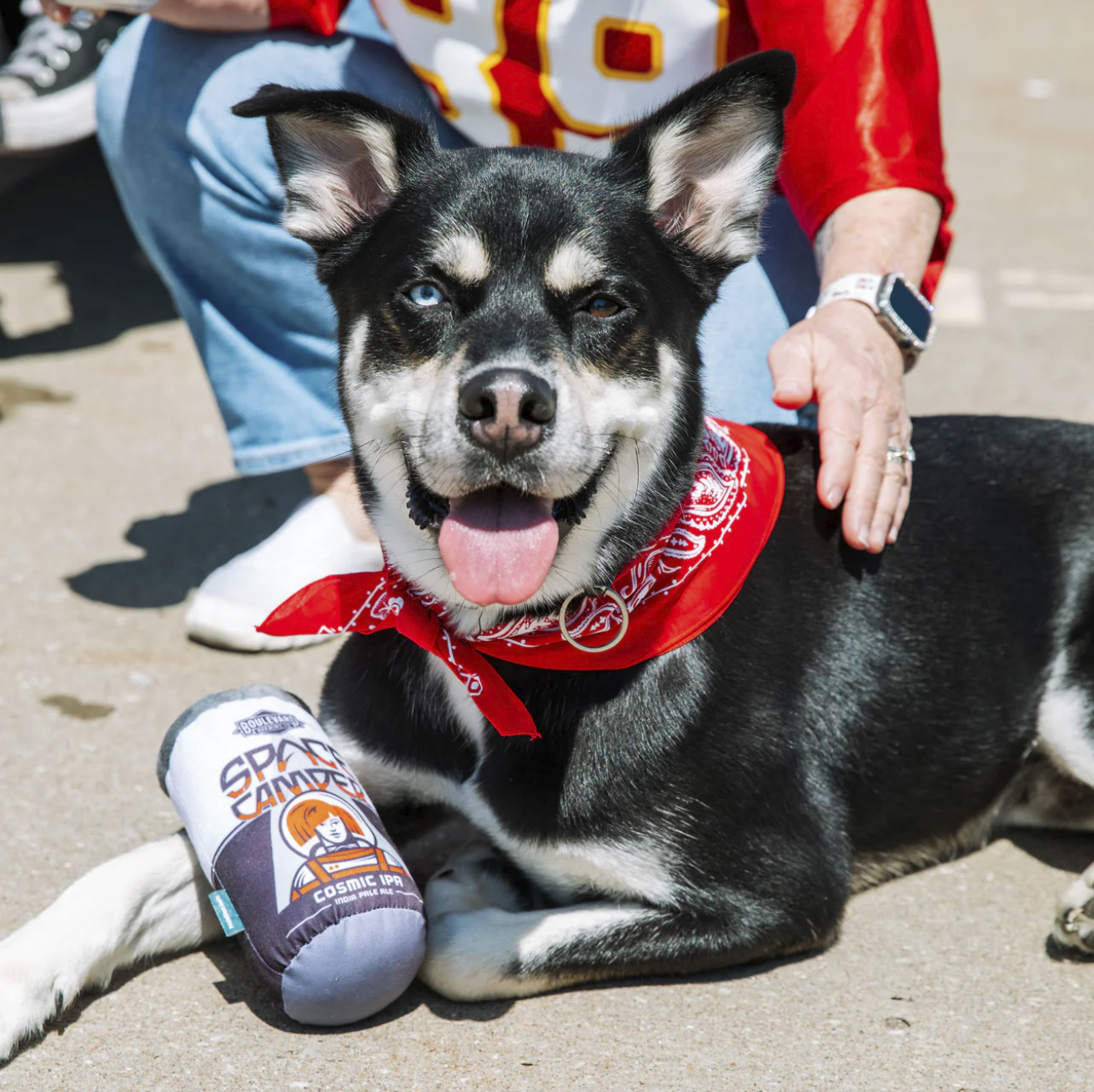 A black and white dog with a red bandana sits happily on the ground, tongue out. It has one blue eye and one brown eye. A person wearing a red shirt with a smartwatch gently pets the dog. Its paw rests on a plush toy labeled "Space Camper.