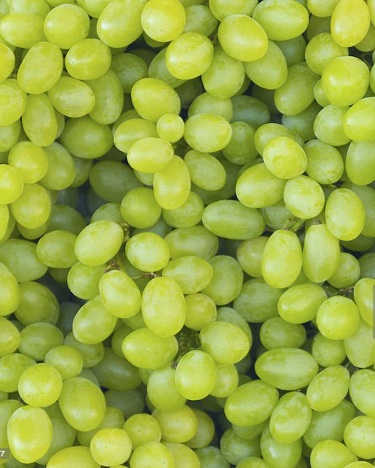 A close-up image of numerous green seedless grapes clustered together, showcasing their smooth, slightly glossy surfaces, and varying shades of light green.