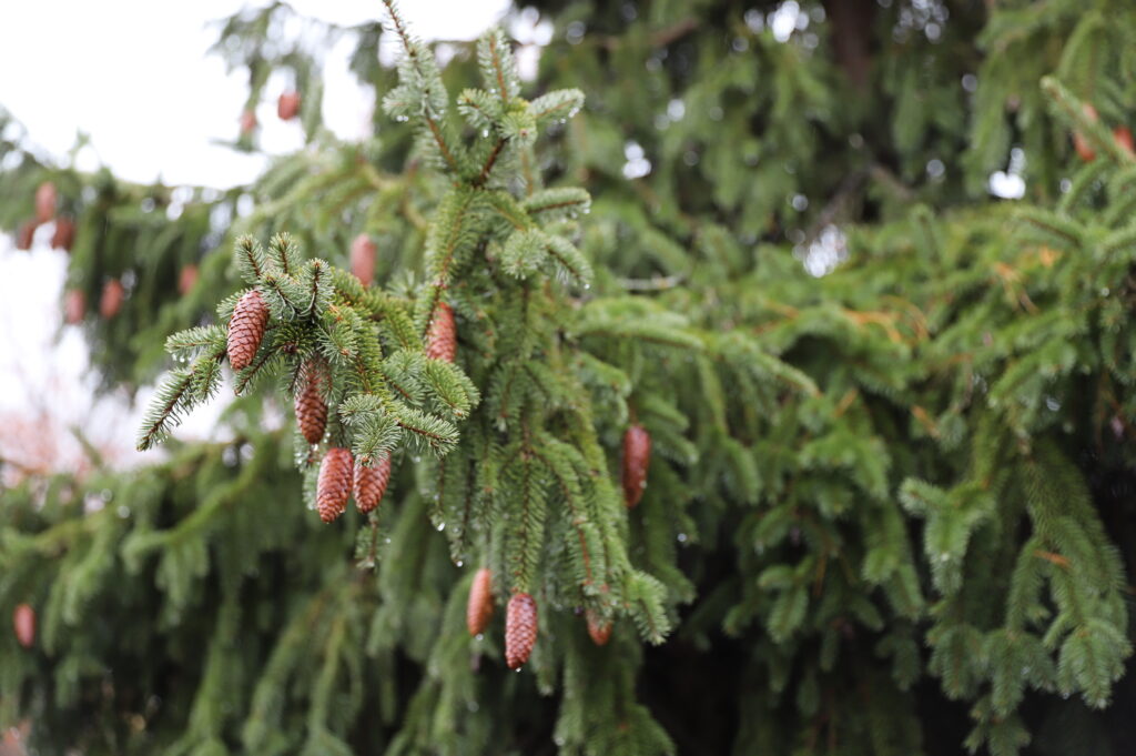 A close-up of a pine tree branch showcases the craft of nature, with several pine cones hanging like expertly drafted ornaments. The green needles and brown cones glisten with dew droplets, set against a blurred backdrop of more pine needles.